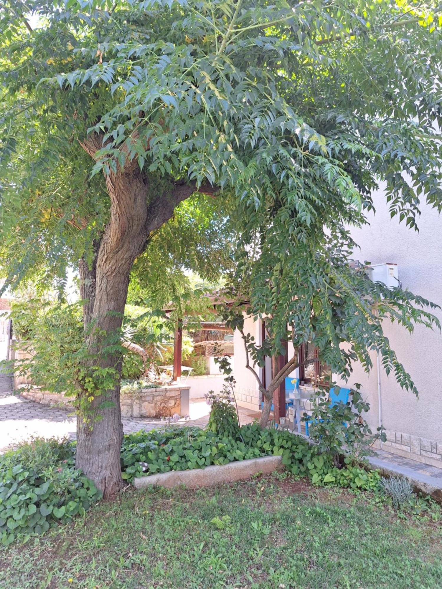 Apartments Reinic Novigrad  Exterior photo